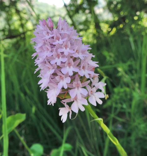 Anacamptis pyramidalis